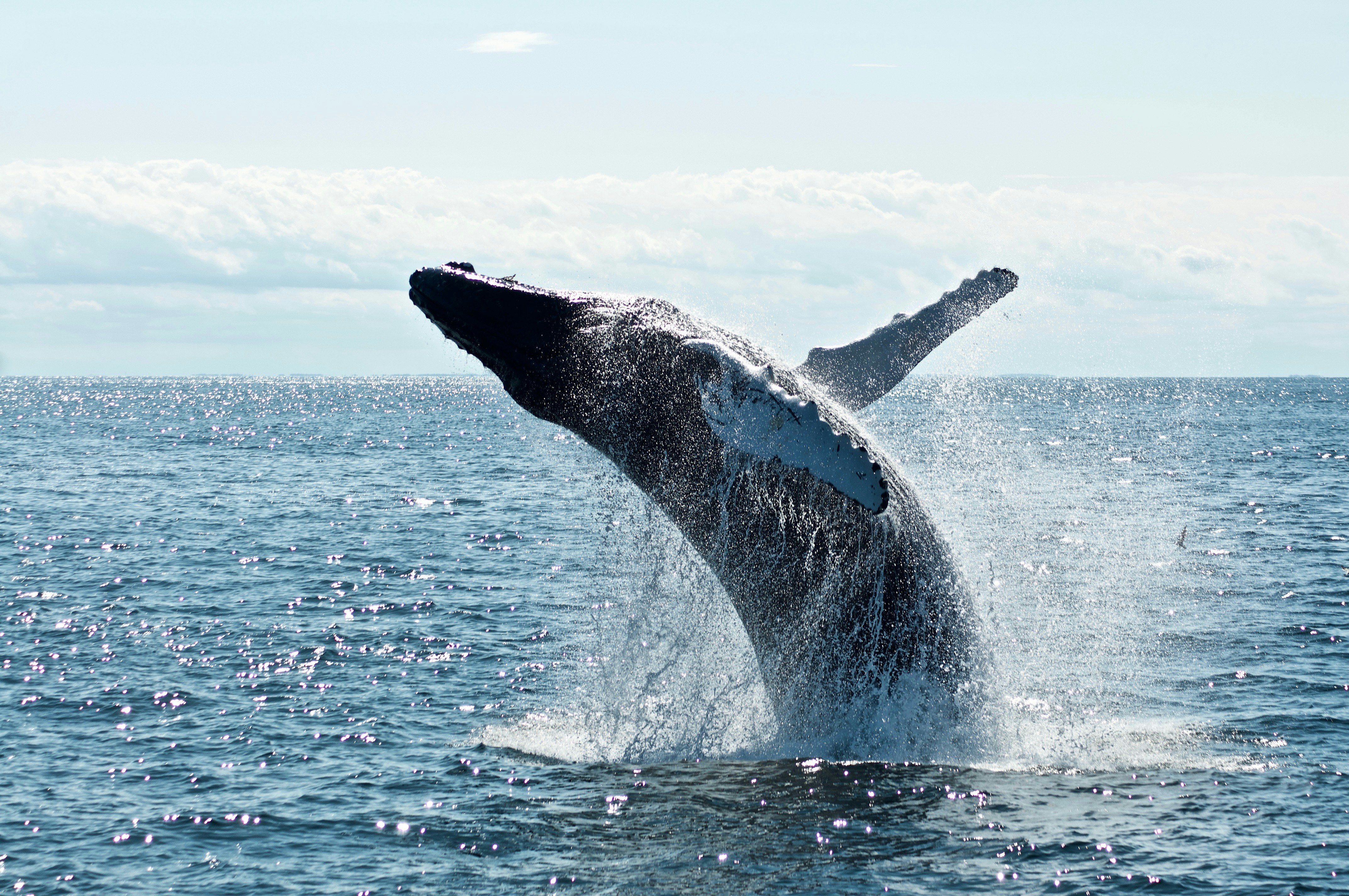 Soaring with the Gigantic Whale 🐋: Central Pacific Coast